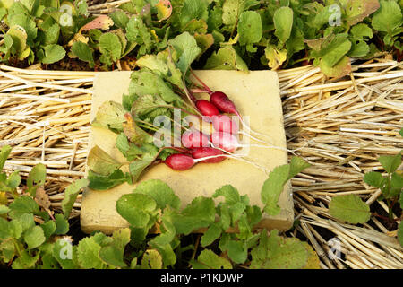 Ernten Rettich (Raphanus sativus) aus dem Garten (Suzanne's Garden, Mayenne, Pays de la Loire, Frankreich). Stockfoto