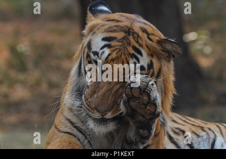 Royal Bengal Tiger, New Delhi, Indien - April 5, 2018: ein Royal Bengal Tiger (Panthera tigris tigris) reibt sein Auge mit der Pfote auf nationaler Zoologica Stockfoto