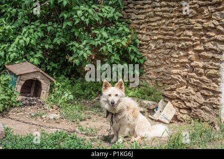 Ein Hund an der Kette im Hinterhof eines ländlichen Haus Stockfoto