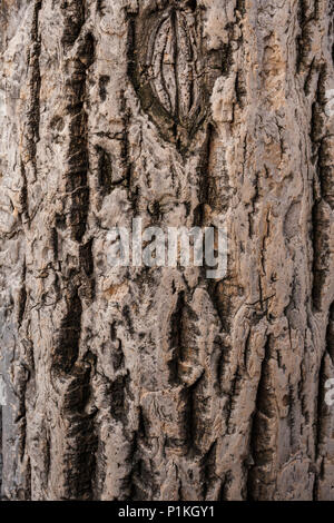 Relief braun Naturkork Rinde als Hintergrund. Stockfoto