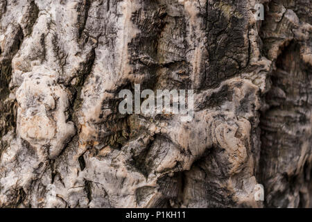 - Nahaufnahme relief braun Naturkork Rinde als Hintergrund. Stockfoto