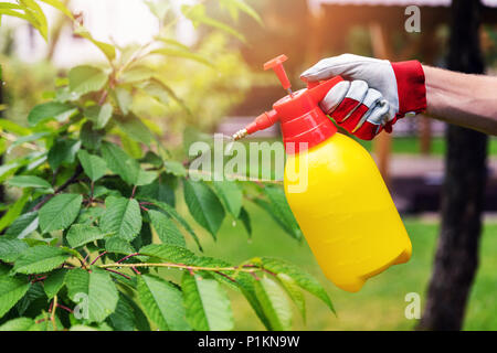 Gärtner spritzen cherry tree gegen Schädlinge und Krankheiten Stockfoto