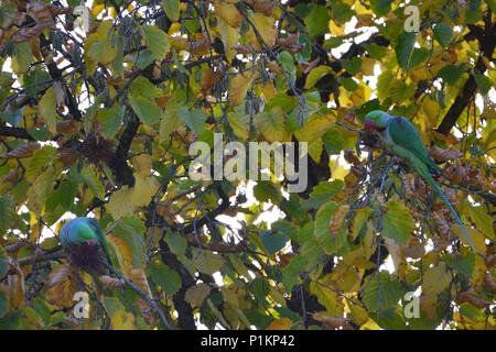 Ein Schwarm Halsbandsittiche in Köln Humboldt-Gremberg, 2013 Stockfoto