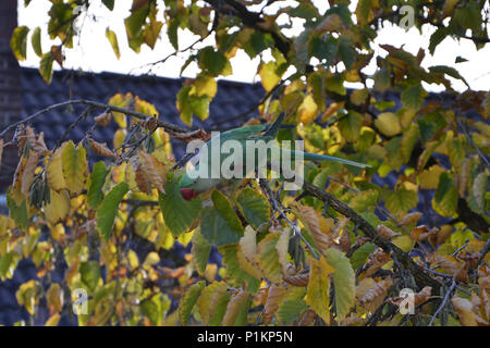 Ein Schwarm Halsbandsittiche in Köln Humboldt-Gremberg, 2013 Stockfoto