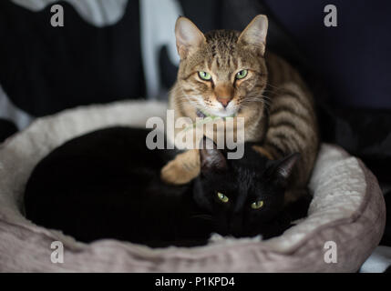 Eine schwarze Katze und eine Tabby-katze zusammen auf einer Katze Bett Stockfoto