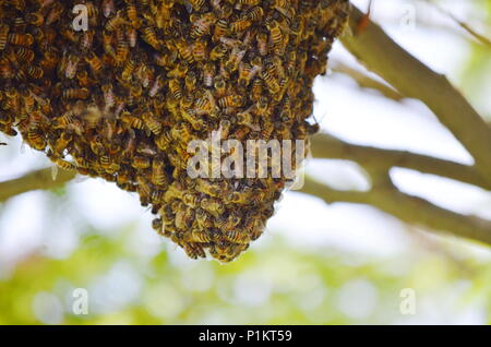 Ein Schwarm von Honig Bienen auf der Mimosa Tree in Canyon, Texas, USA Stockfoto