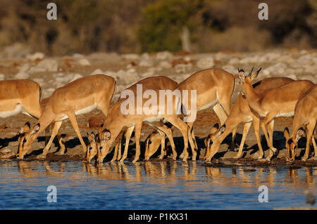 Schwarz konfrontiert Impala Herde sind Trinken auf ein Wasserloch, Etosha Nationalpark, Namibia, (Aepyceros melampus petersi) Stockfoto