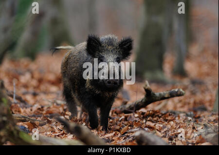 Wildschweine im Wald, (Sus scrofa) Stockfoto