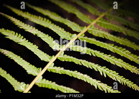 Farn Blatt Zweig Abstract In einem Wald Stockfoto