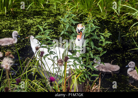 Stummschalten von Schwanenküken. Cygnus olor Cygnets am Fluss, Schwan brüten Stockfoto
