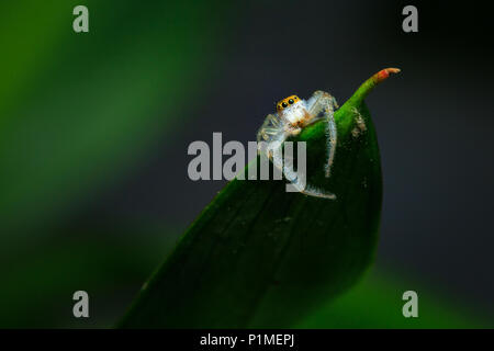 Jumping spider Übergabe am Rand der Spitze eines grünen Blatt. Stockfoto