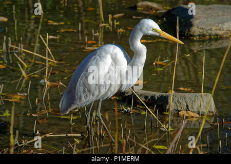 Östlichen Silberreiher (Ardea alba Modesta) Shinjuku Gyoen National Garten, Tokio, Japan Stockfoto