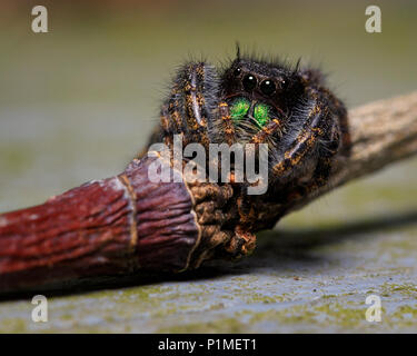 Nahaufnahme Makro Foto von einem springenden Spinne stehend auf einem Stick Stockfoto