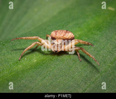 Ein braunes crab Spider auf grünem Blatt Stockfoto
