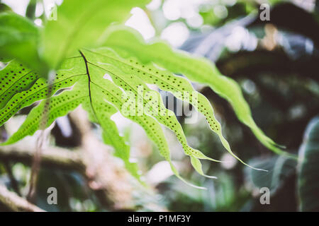 Makro Blick auf Hellgrün junger Farn Blatt mit sichtbaren Sporen auf der Unterseite Stockfoto