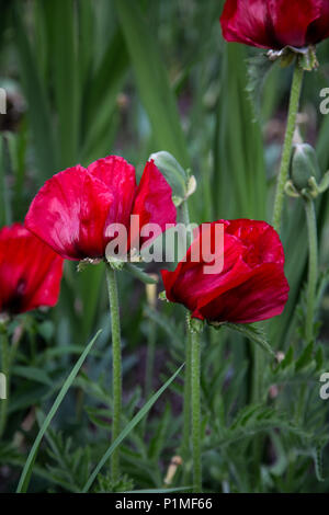 Leuchtend rote Mohnblumen wachsen in der Wiese Stockfoto