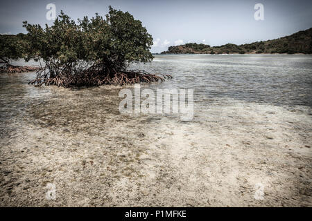 Mangroven in einer Bucht auf einer Insel im BVI Stockfoto