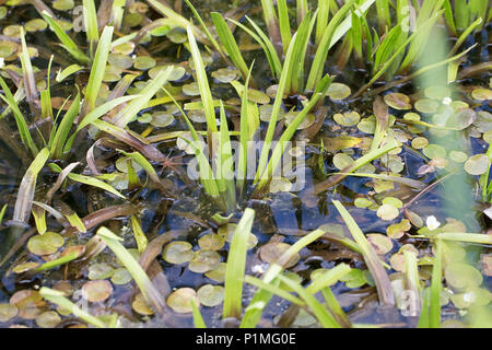 Fen floss Spinne (Dolomedes plantarius) Stockfoto