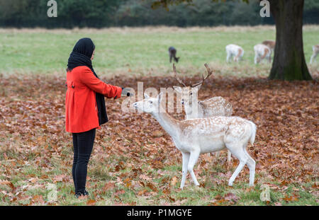 Damwild Entspannen und interagieren Mitglieder der Öffentlichkeit im Richmond Park in der Nähe von London. Stockfoto