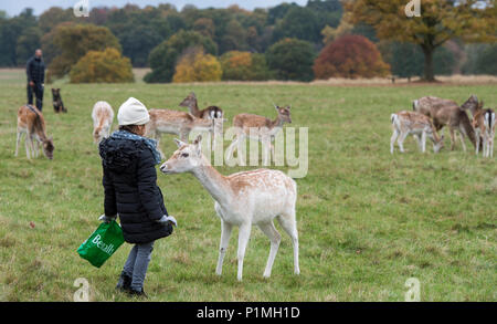 Damwild Entspannen und interagieren Mitglieder der Öffentlichkeit im Richmond Park in der Nähe von London. Stockfoto