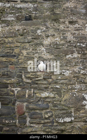 Eine weiße Taube sitzstangen in einer Steinmauer von Conwy Castle, Conwy, North Wales, UK Stockfoto