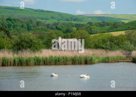 Abbotsbury in Dorset, einer Grafschaft im Süden Englands, die sich in malerischer Kulisse. Stockfoto