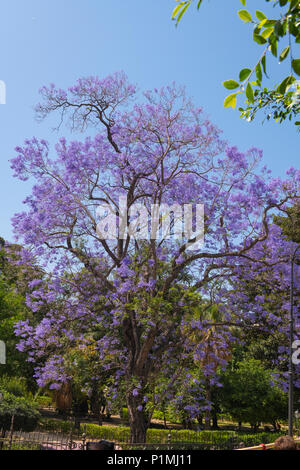 Italien Sizilien Palermo lila Flieder mauve Blue Jacaranda mimosifolia Schwarz Poui oder Fern Tree Jacaranda Acutifolia Straße Avenue Stockfoto