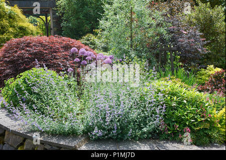 Eine Zusammenstellung der Pflanzen blühen in einem formalen Garten Grenze in vollem Sonnenlicht. Holehird Gärten, der Lake District National Park Cumbria, UK, GB Stockfoto