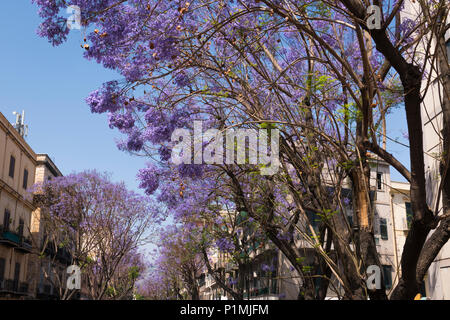 Italien Sizilien Palermo lila Flieder mauve Blue Jacaranda mimosifolia Schwarz Poui oder Fern Tree Jacaranda Acutifolia Straße Avenue Stockfoto