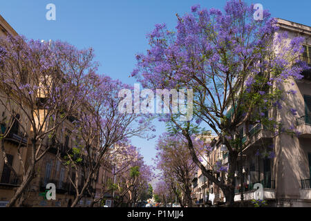 Italien Sizilien Palermo lila Flieder mauve Blue Jacaranda mimosifolia Schwarz Poui oder Fern Tree Jacaranda Acutifolia Straße Avenue Stockfoto