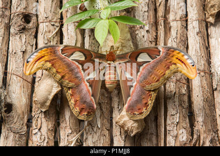 Riesen Atlas Moth ruht auf einer Rinde anzeigen. Stockfoto