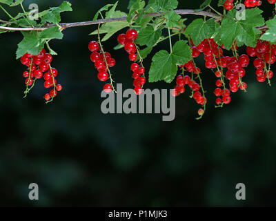 Reif frische rote Johannisbeeren auf dem Zweig auf dunklem Grün Natur Hintergrund mit Kopie Raum Stockfoto