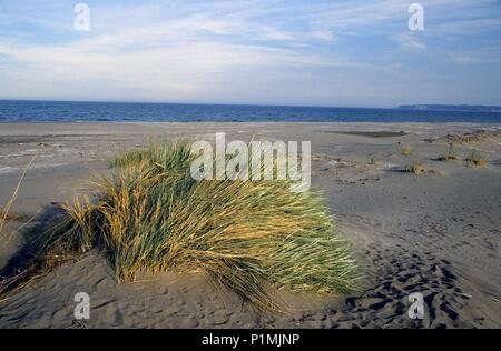 Spanien - Katalonien - Alt Empordá (Kreis) - Gerona. Castelló d'Empuries / Empuriabrava, Playa / Platja de können kommt. Stockfoto