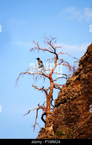 Krähe sitzen auf dem Baum Stockfoto