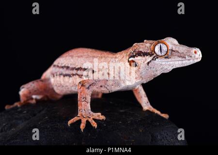 Der Gargoyle Gecko (Rhacodactylus auriculatus) ist eine mittelgroße, gefährdete, gecko Arten endemisch in Neukaledonien. Stockfoto