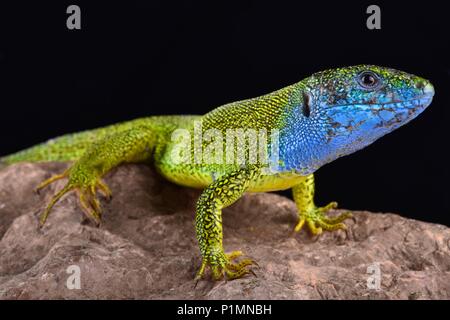Die Europäische Green Lizard, Lacerta viridis, ist ein großes (bis 40 cm) Eidechse Arten. Männer zeigen spektakuläre Zucht Farben. Stockfoto