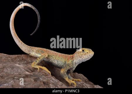 Dies ist eine neue unbeschriebene Arten von kröte vorangegangen Agama (Phrynocephalus) in der Provinz Xinjiang China gefunden. Stockfoto