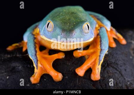 Die herrliche Blatt Cruziohyla calcarifer, Frosch, ist eine kryptische und schönen Laubfrosch Arten vom Zentrum in Südamerika gefunden. Stockfoto