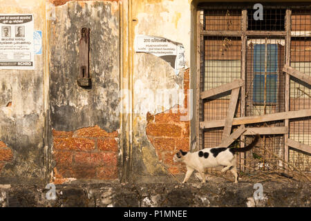 Eine Katze geht von einem verfallenen Gebäude im Basar Straße, der alten kolonialen Bereich von Kochi, Fort Cochin, Kerala, Indien. Stockfoto