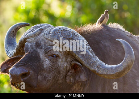 Afrikanische Büffel mit einem Oxpecker auf seinem Rücken Stockfoto