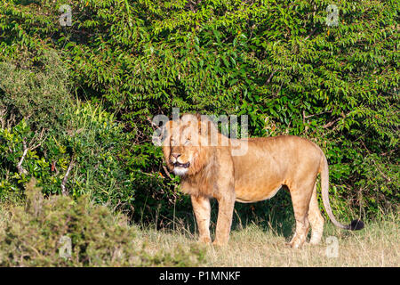 Männliche Löwe stehen und in Afrika Stockfoto