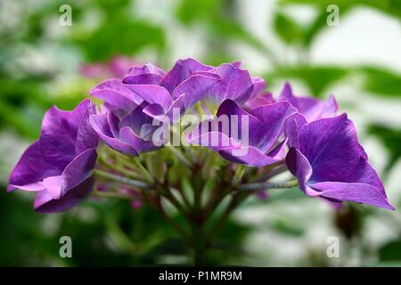 Mehrfarbige hortensie Hortensie Blume in Nahaufnahme, Lila bläulich-lila farbige Zier Blume Stockfoto