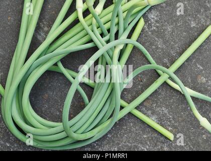 Blumensträuße frisch gepflückte grün Knoblauch scape Stiele Stockfoto