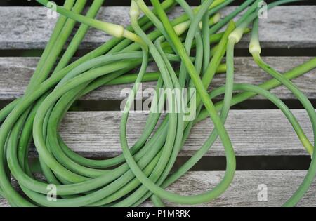 Blumensträuße frisch gepflückte grün Knoblauch scape Stiele Stockfoto