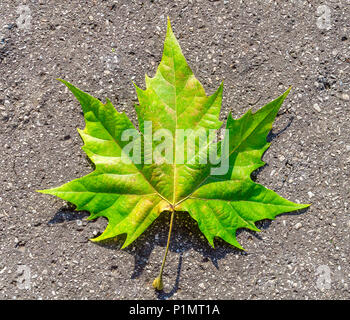 Bunte Herbst grünes Blatt liegend auf Asphalt Stockfoto