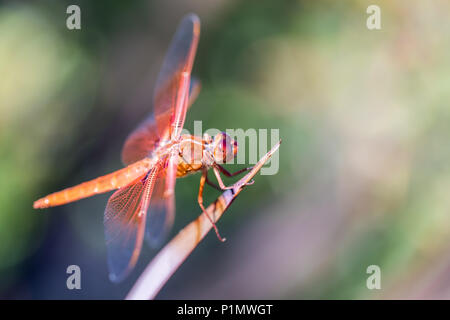 Flamme (Feuerwerkskörper) Skimmer (Libellula saturata Dragonfly) ruht auf einem Blatt. Stockfoto