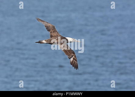 Northern Gannet (Morus bassanus) im ersten Jahr der Mauser in zweiten Jahr Gefieder im Flug Golf von Biskaya, im Atlantik kann Stockfoto