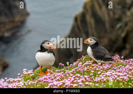 Zwei atlantischen Papageitaucher (Fratercula arctica) Zucht im Gefieder auf Klippe in seabird Kolonie in Sumburgh, Shetland Inseln, Schottland, Großbritannien Stockfoto