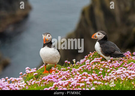 Zwei atlantischen Papageitaucher (Fratercula arctica) Zucht im Gefieder auf Klippe in seabird Kolonie in Sumburgh, Shetland Inseln, Schottland, Großbritannien Stockfoto