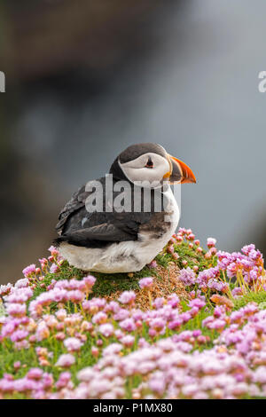 / Gemeinsame Papageitaucher Papageitaucher (Fratercula arctica) Zucht im Gefieder auf Klippe in seabird Kolonie, Sumburgh, Shetland Inseln, Schottland, Großbritannien Stockfoto